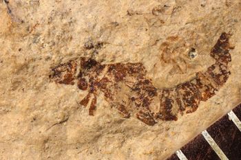 Media type: image;   Entomology PALE-1578